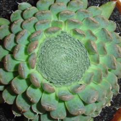 Sempervivum - Dachwurz - Hauswurz